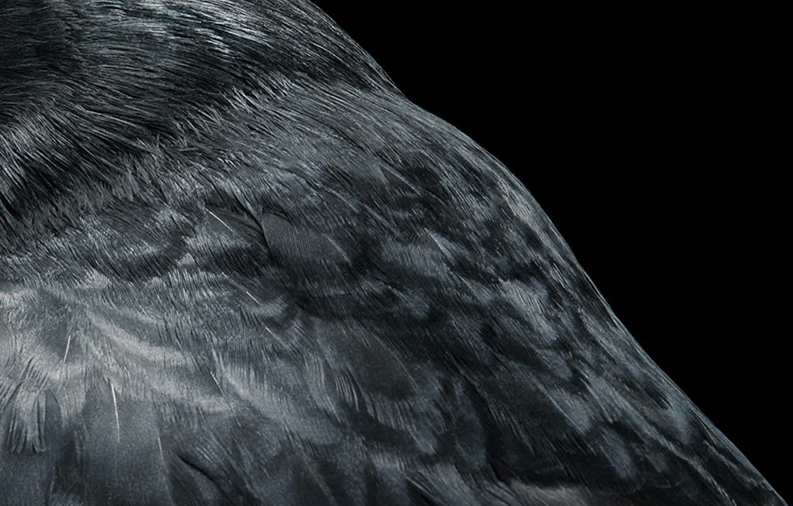 Tim Flach, Raven, 2021