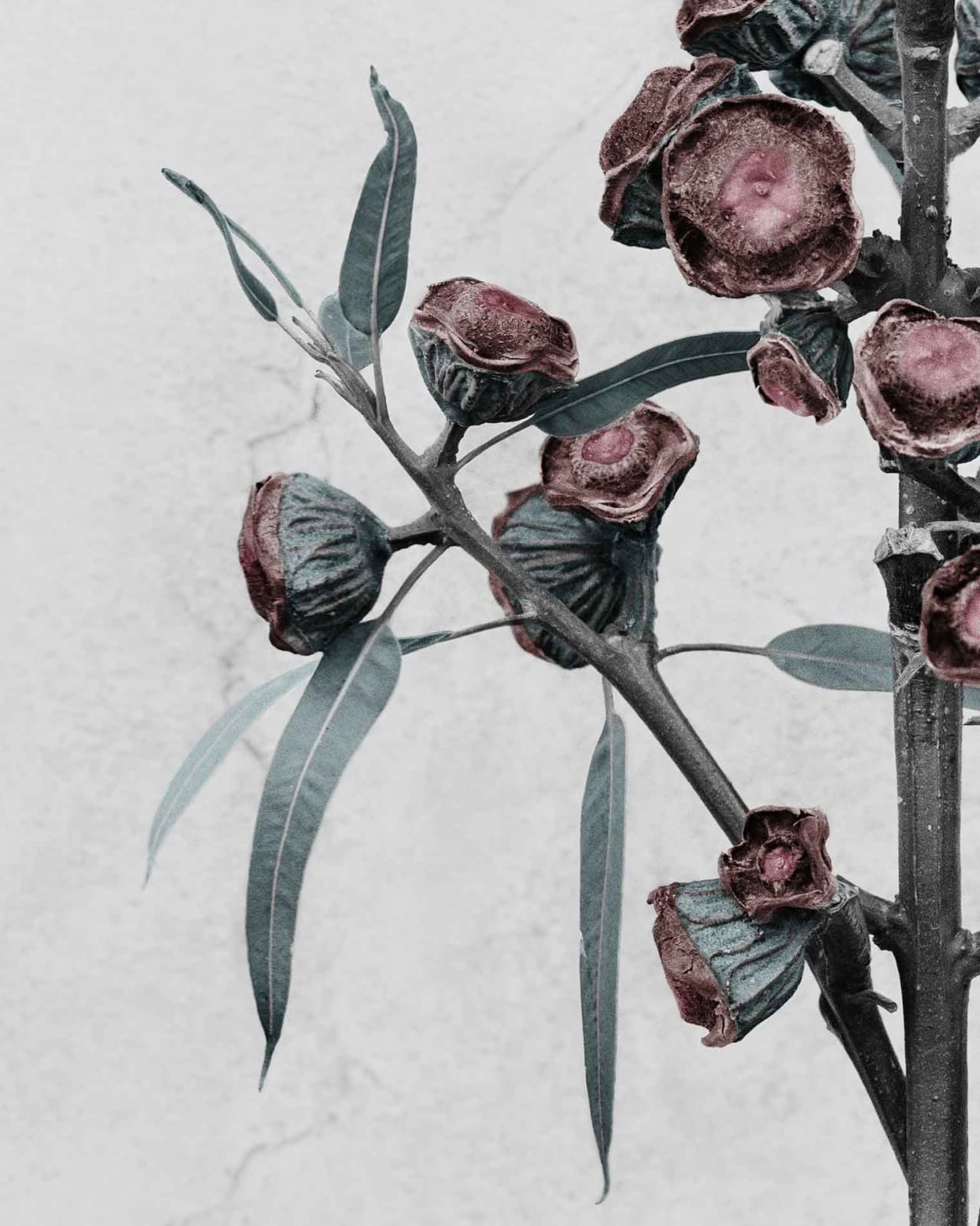 Vee Speers, Botanica #11 (Eucalyptus Globulus), 2016