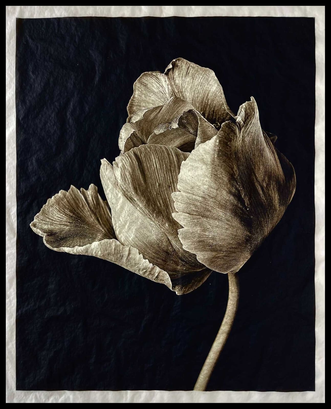 Jan C. Schlegel, Tulip #2, 2023