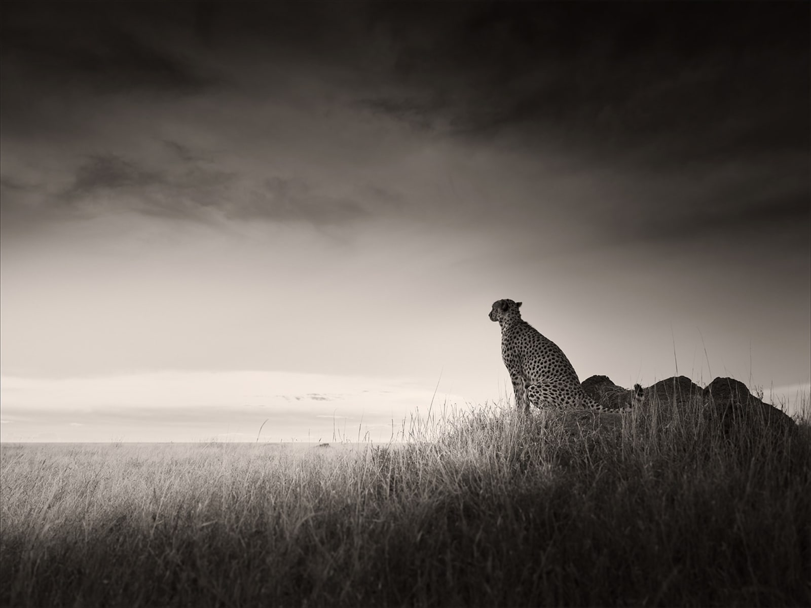 Joachim Schmeisser, Silence, 2023