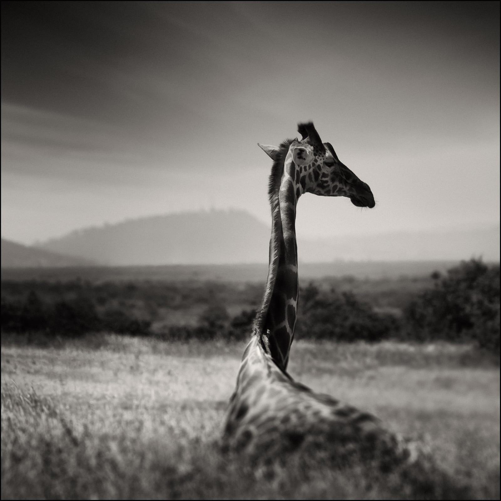 Joachim Schmeisser, Lying Giraffe, 2019