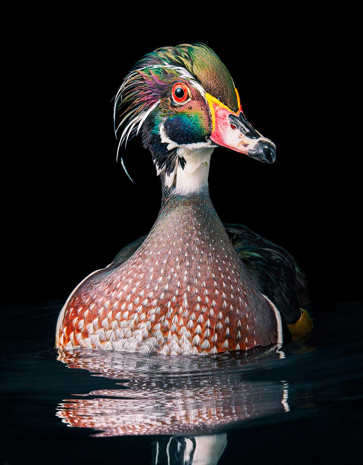 Tim Flach, Wood Duck, 2021