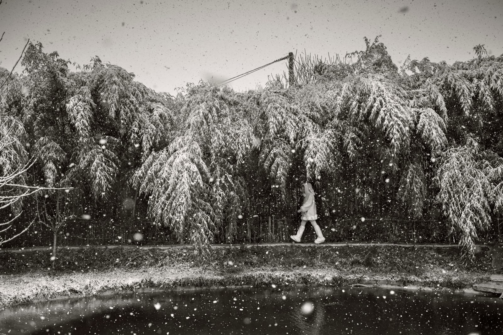 Alain Laboile, Polaire, 2023