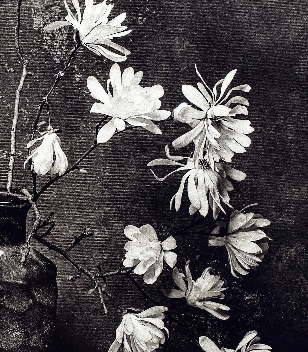 Jan C. Schlegel, Star magnolia study II, 2024