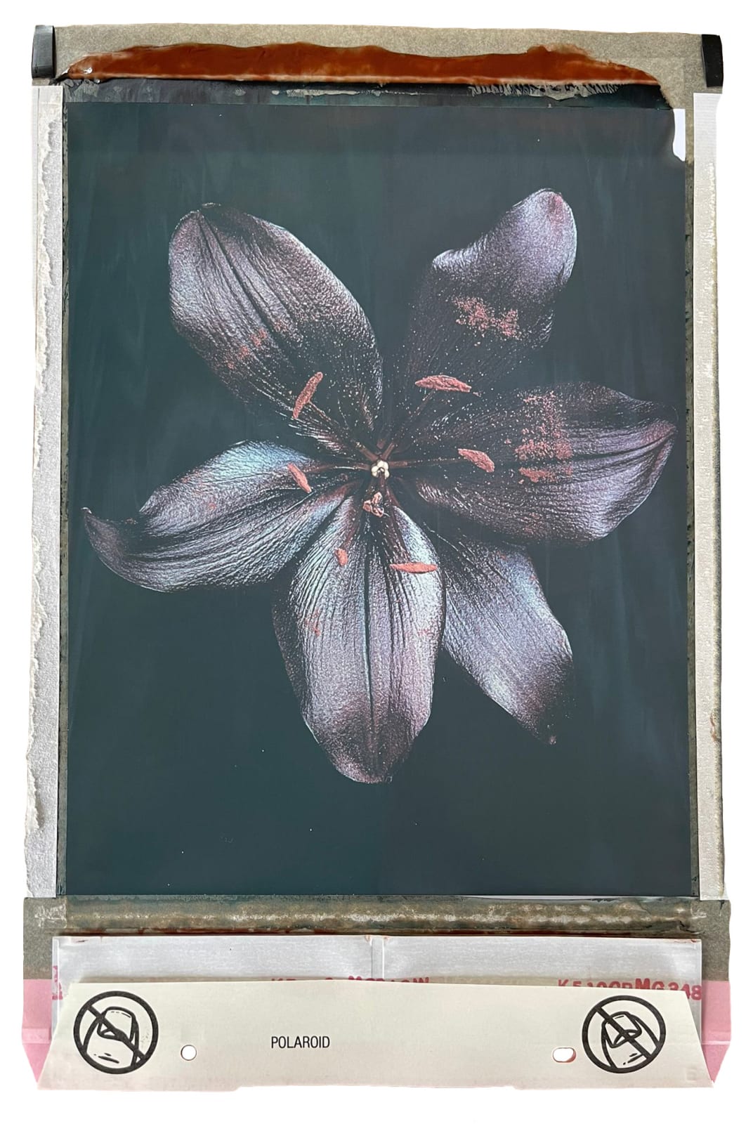 Jan C. Schlegel, Black Lily, 2022