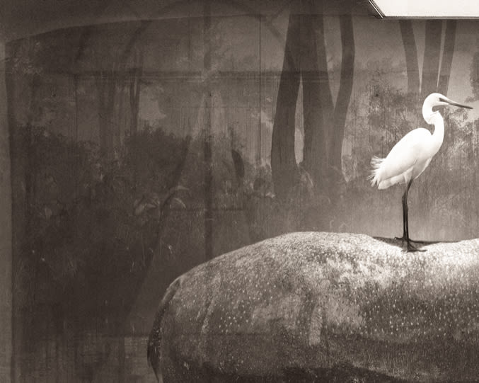 Jan Gulfoss, Hippopotame et aigrette, 2014