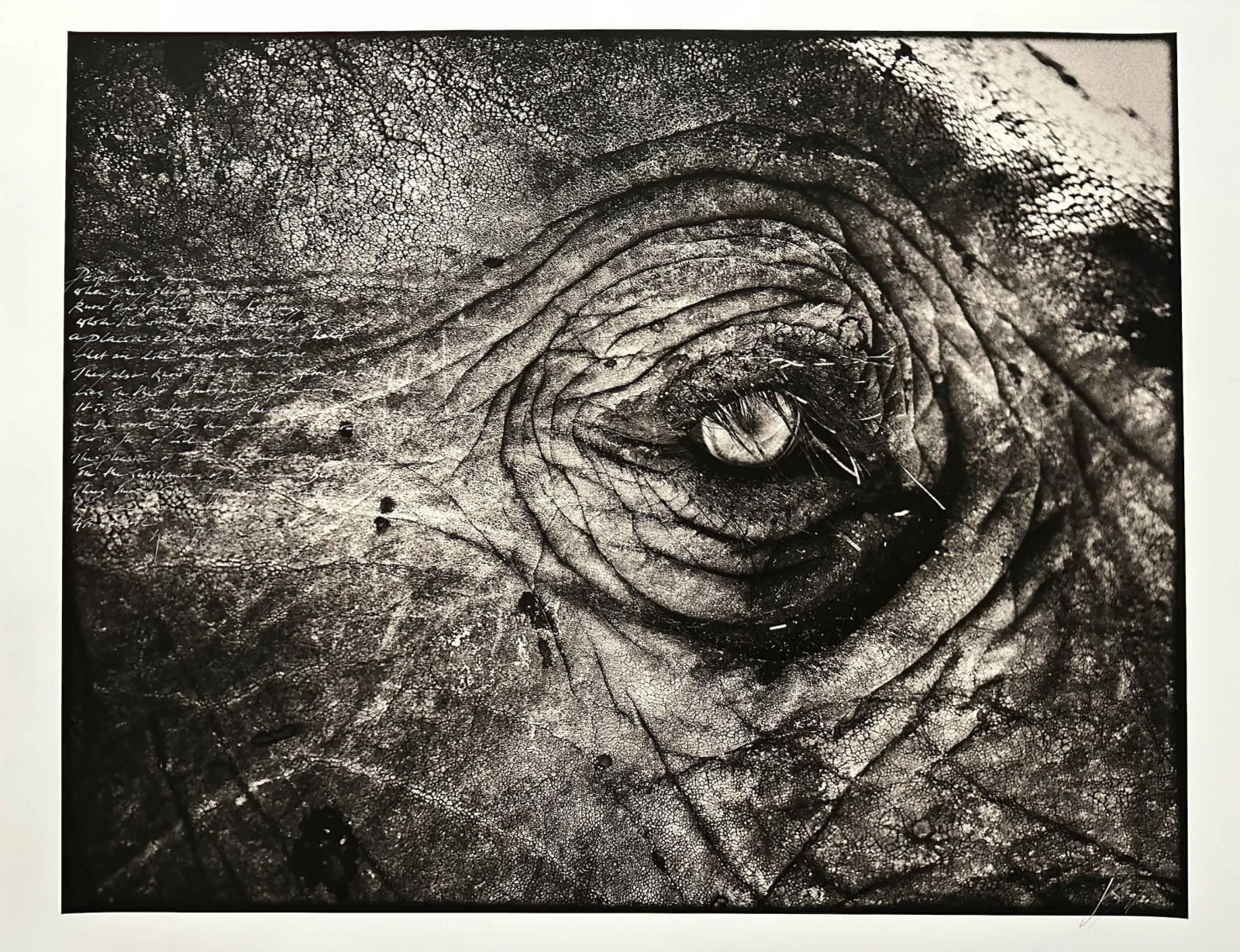 Joachim Schmeisser, Elephant Eye, 2020