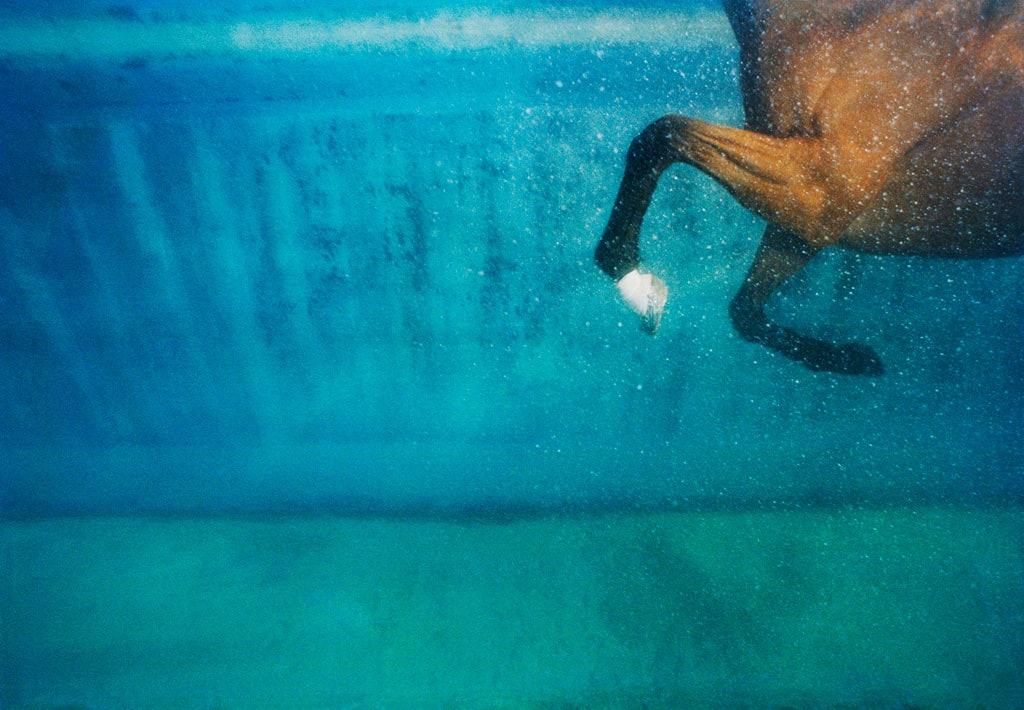 Tim Flach, Equus on Blue, 2008