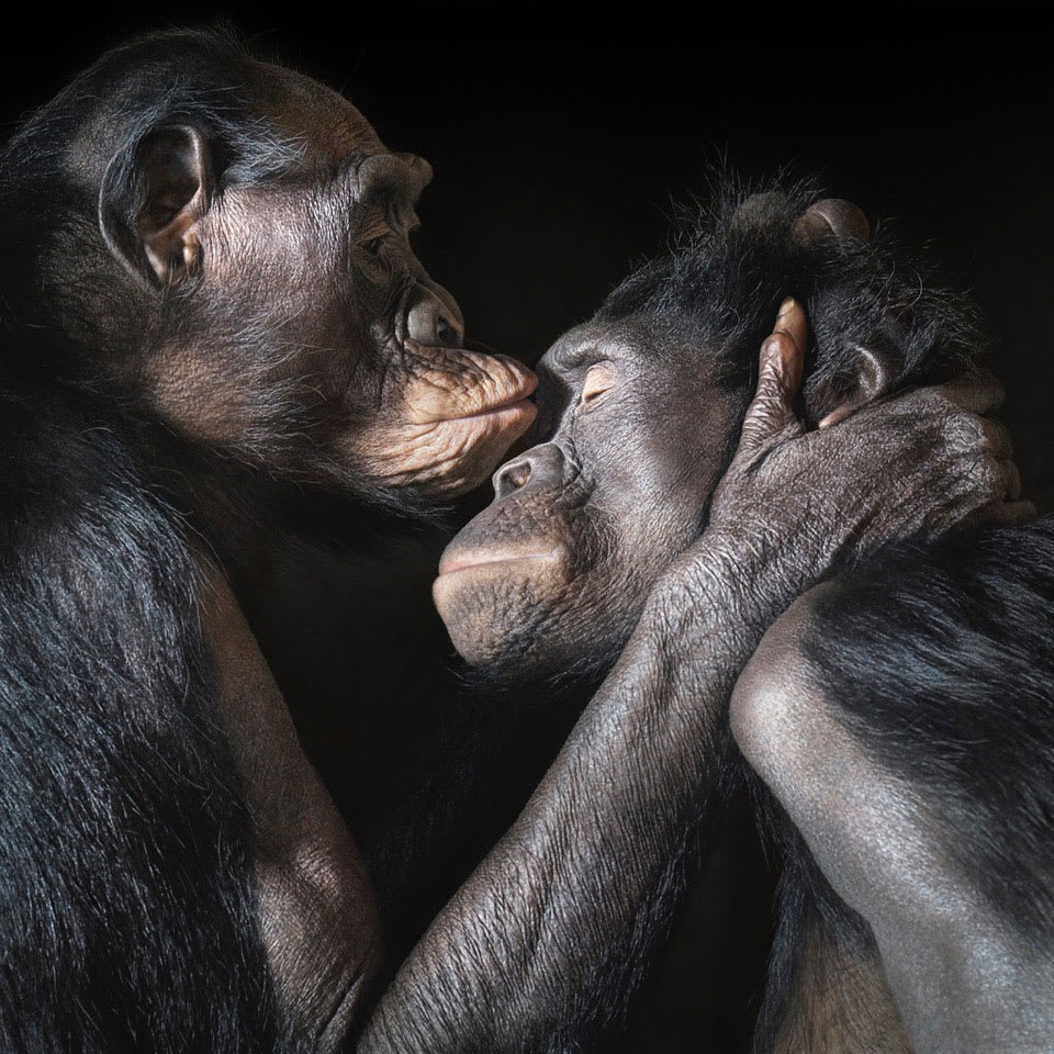Tim Flach, Kissing