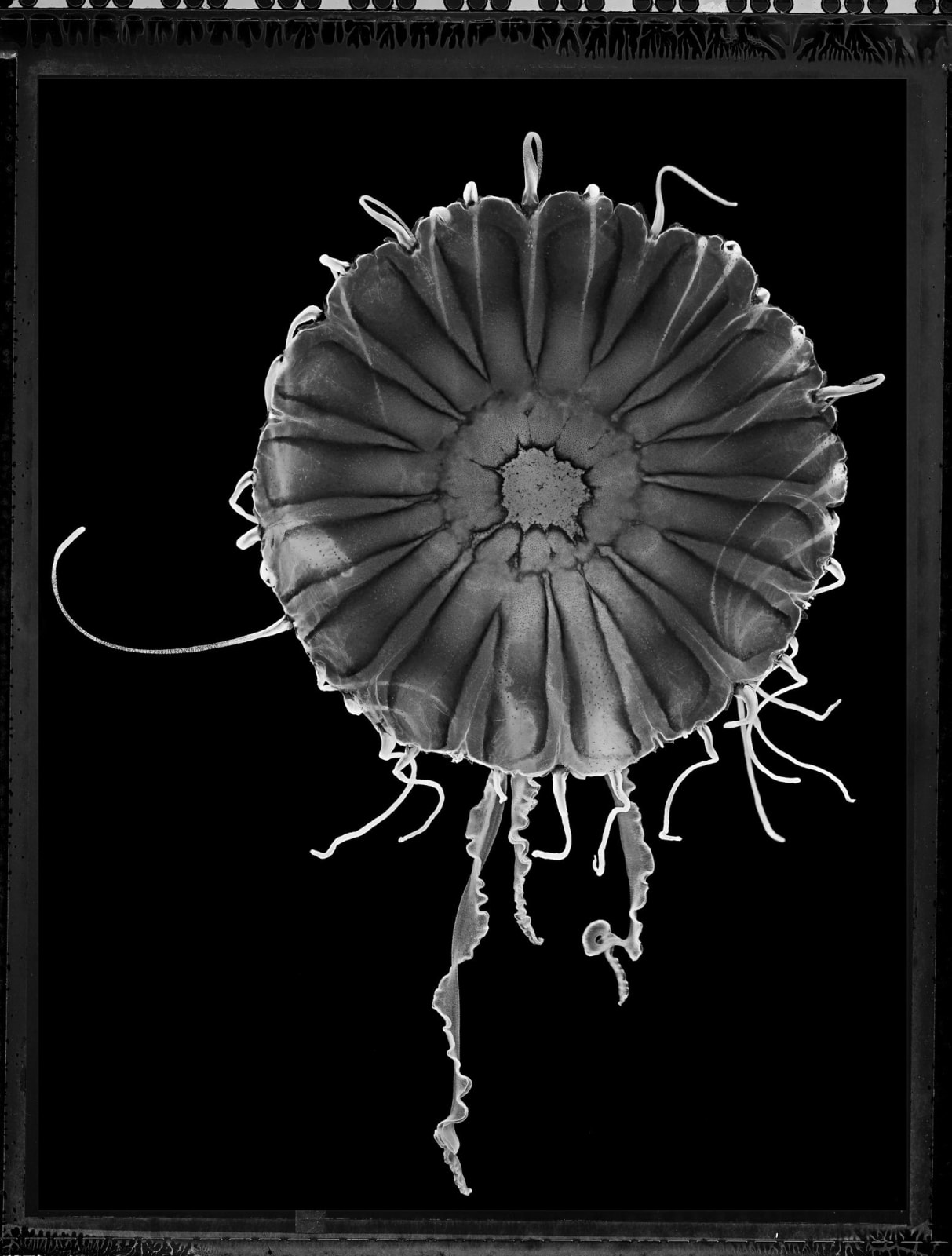 Jan C. Schlegel, Scyphozoa Sea Nettle, 2021