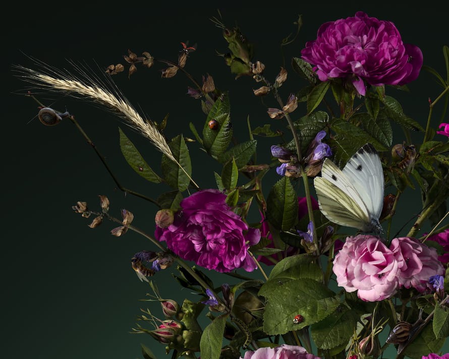 Bas Meeuws, Rose, 2019