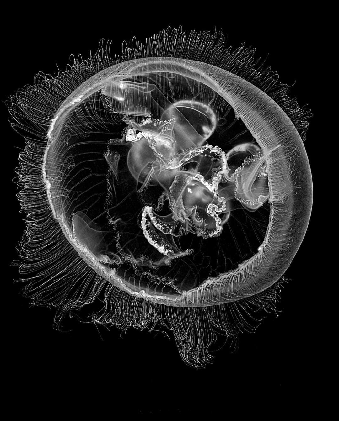 Jan C. Schlegel, Moon Jellyfish #1 (Aurelia Coreulea), Cape Town, 2023