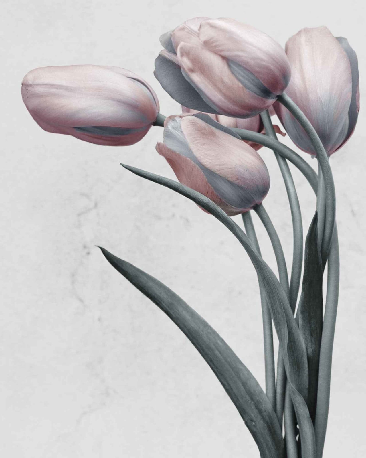 Vee Speers, Botanica #18 (Tulipa Gesneriana), 2016