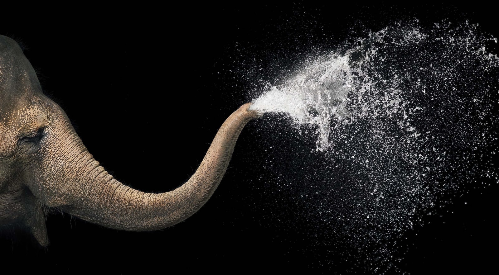 Tim Flach, Tia - Elephant Spray, 2010