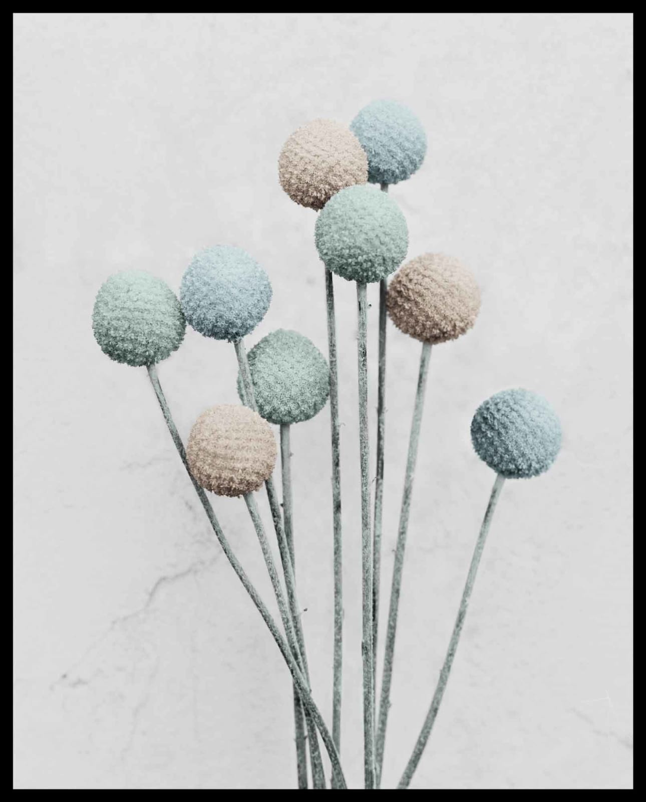 Vee Speers, Botanica #20 (Craspedia), 2016