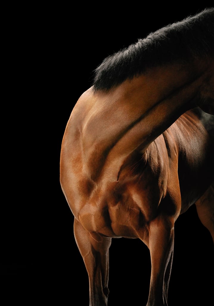 Tim Flach, Montys' Neck, 2008