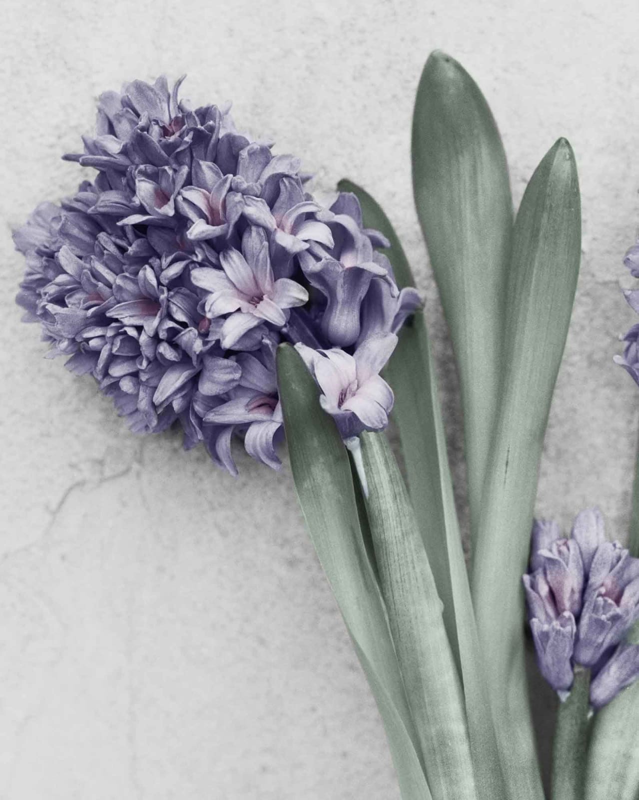 Vee Speers, Botanica #24 (Hyacinthus Orientalis), 2016