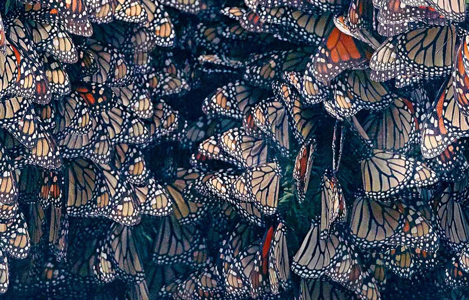 Tim Flach, Monarch Butterflies en Masse, 2017