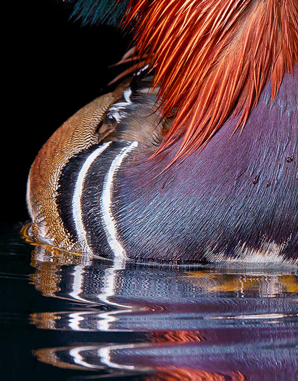 Tim Flach, Mandarin Duck, 2021