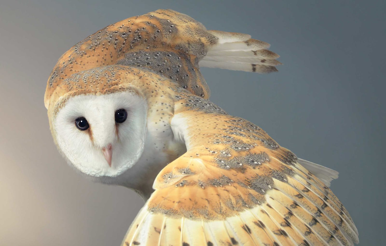 Tim Flach, Barn Owl, 2021