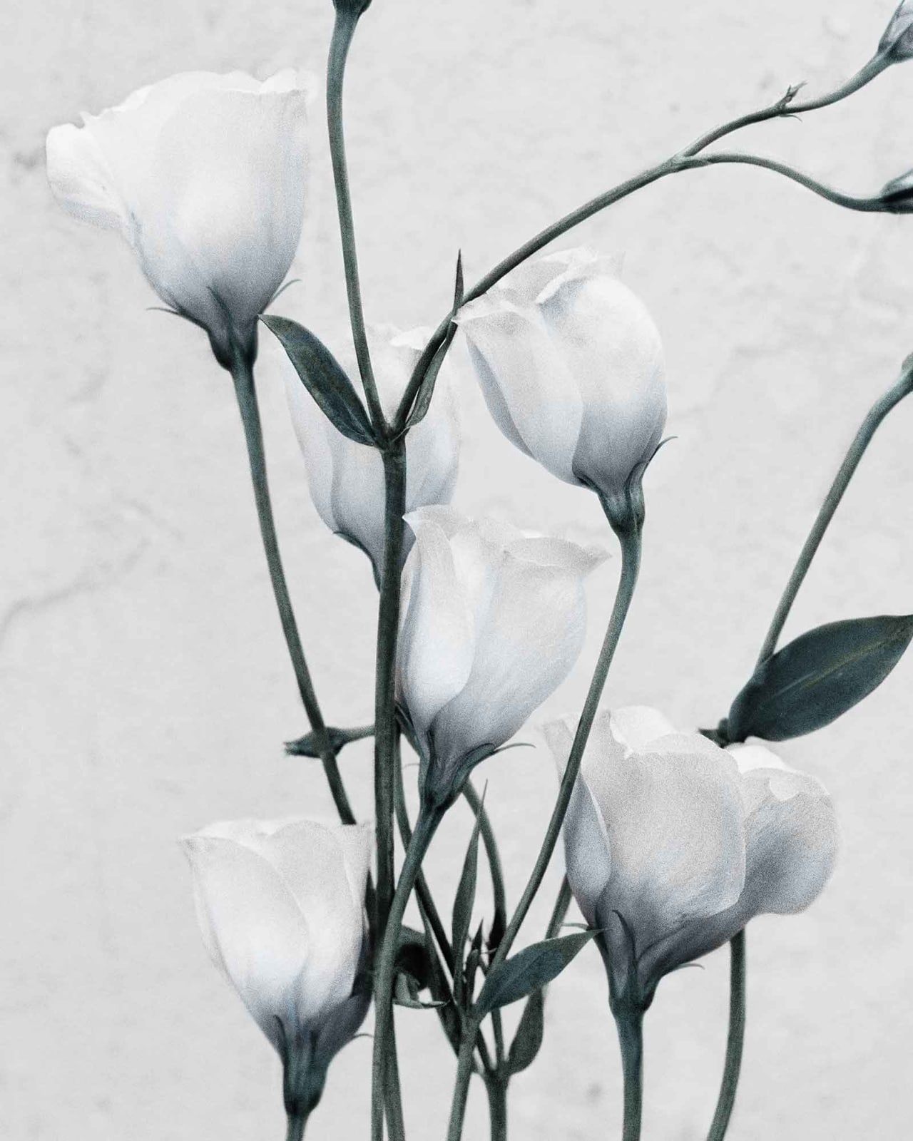 Vee Speers, Botanica #9 (Eustoma Grandiflorum), 2016