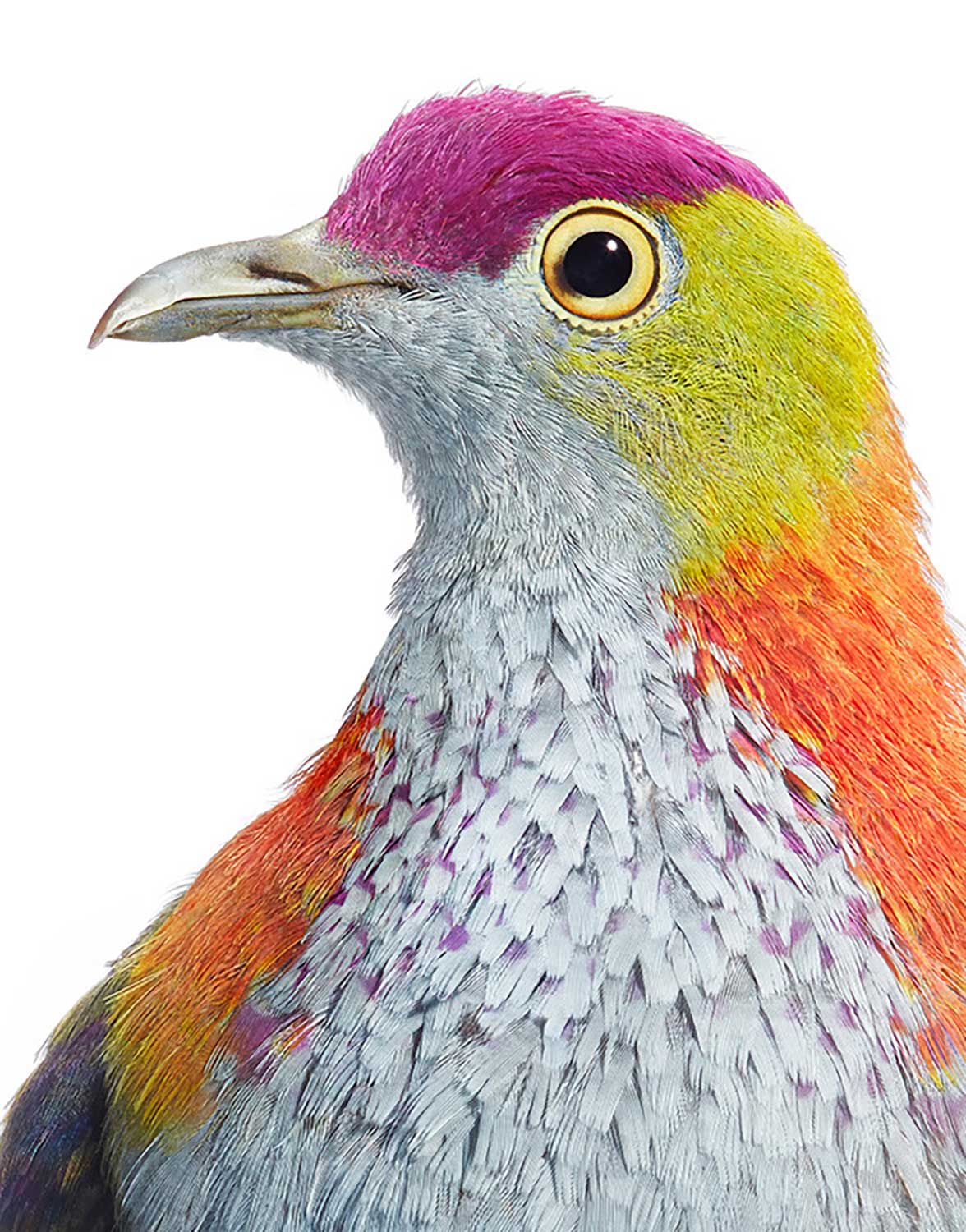 Tim Flach, Superb Fruit Dove, 2021