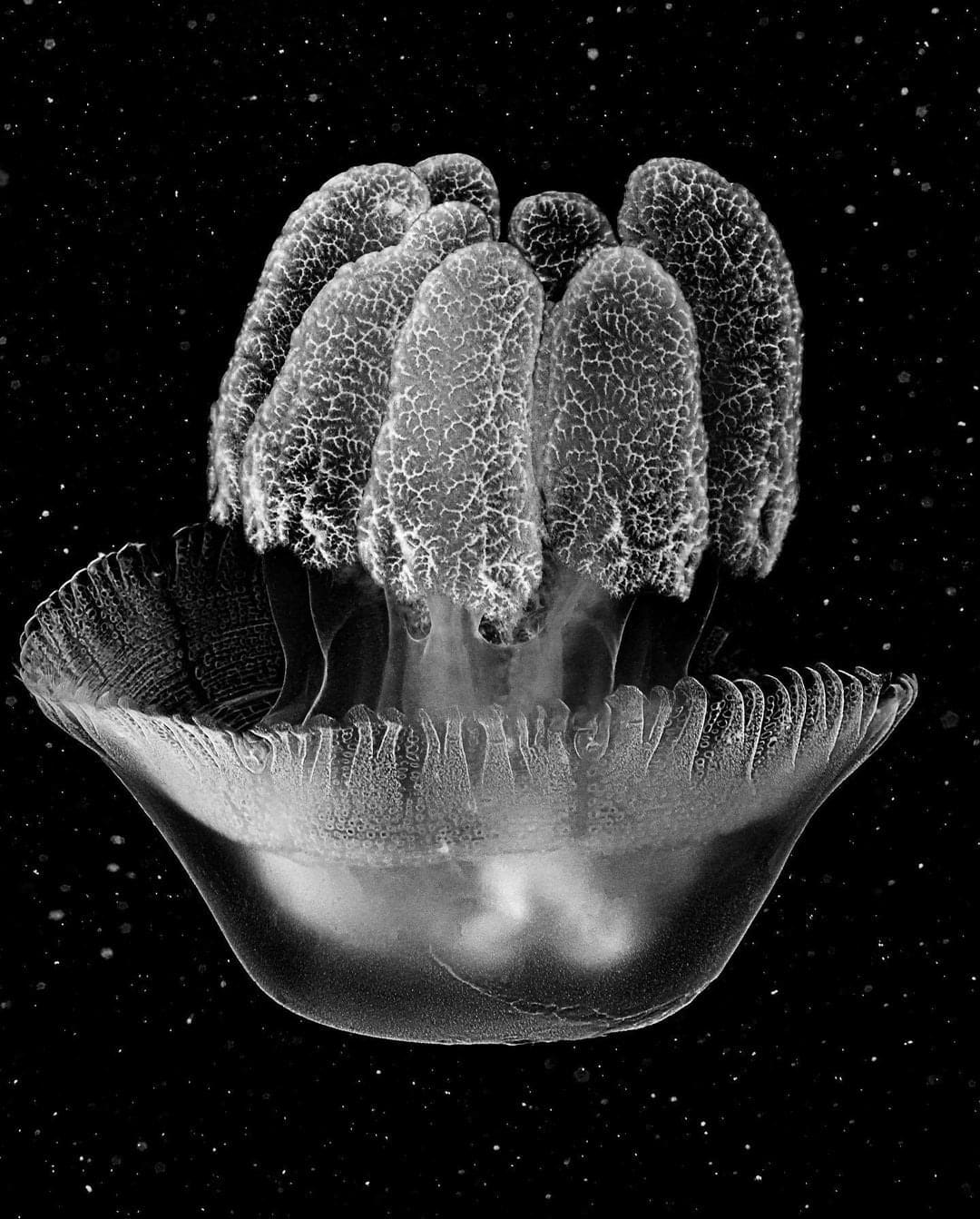 Jan C. Schlegel, Blue Blubber #2 (Catostylus Azanii Sp. Nov), 2023