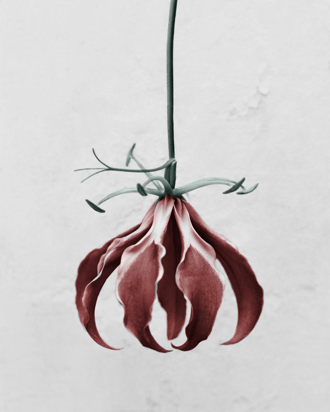 Vee Speers, Botanica #2 (Gloriosa Superba), 2016