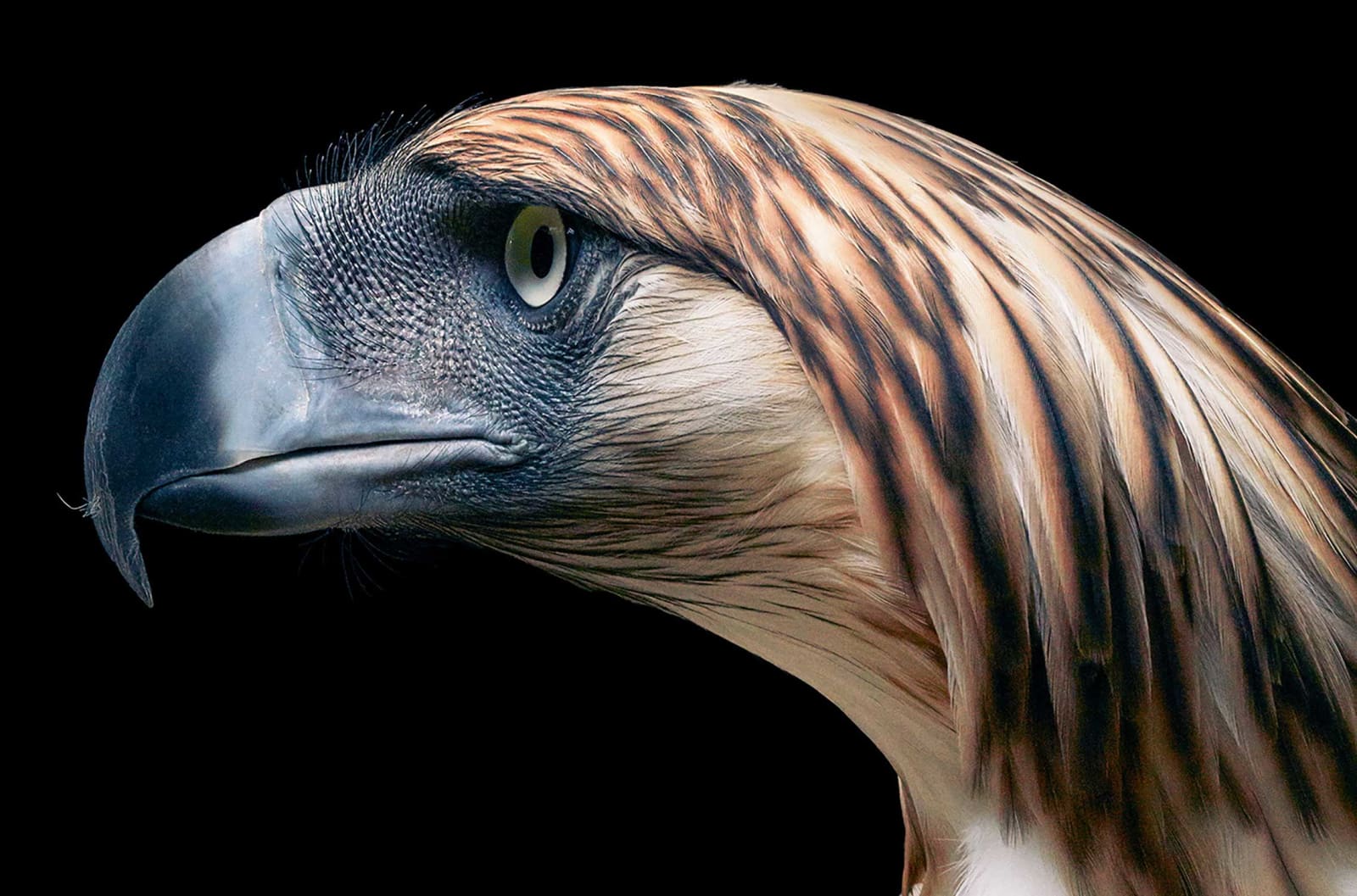 Tim Flach, Phillippine Eagle - Side On, 2021