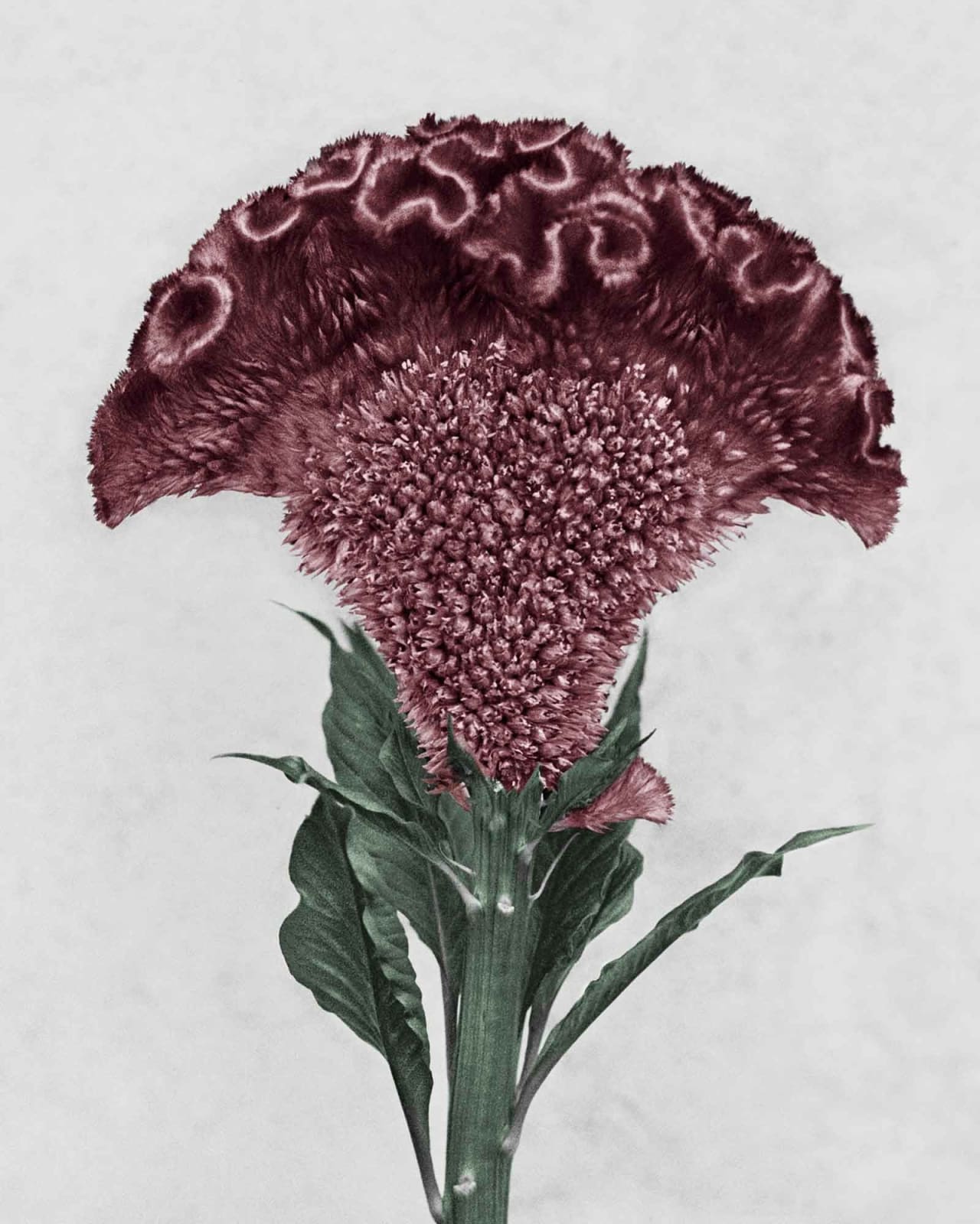 Vee Speers, Botanica #3 (Celosia Cristata), 2016