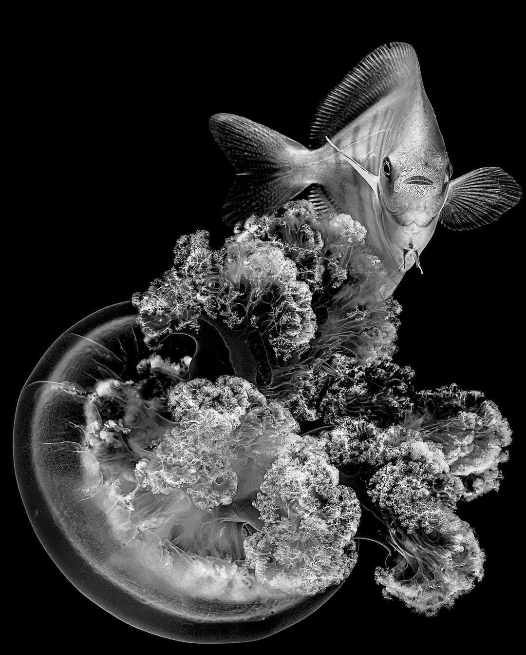 Jan C. Schlegel, Oscar and Henrietta (Rhizostoma Luteum), 2023