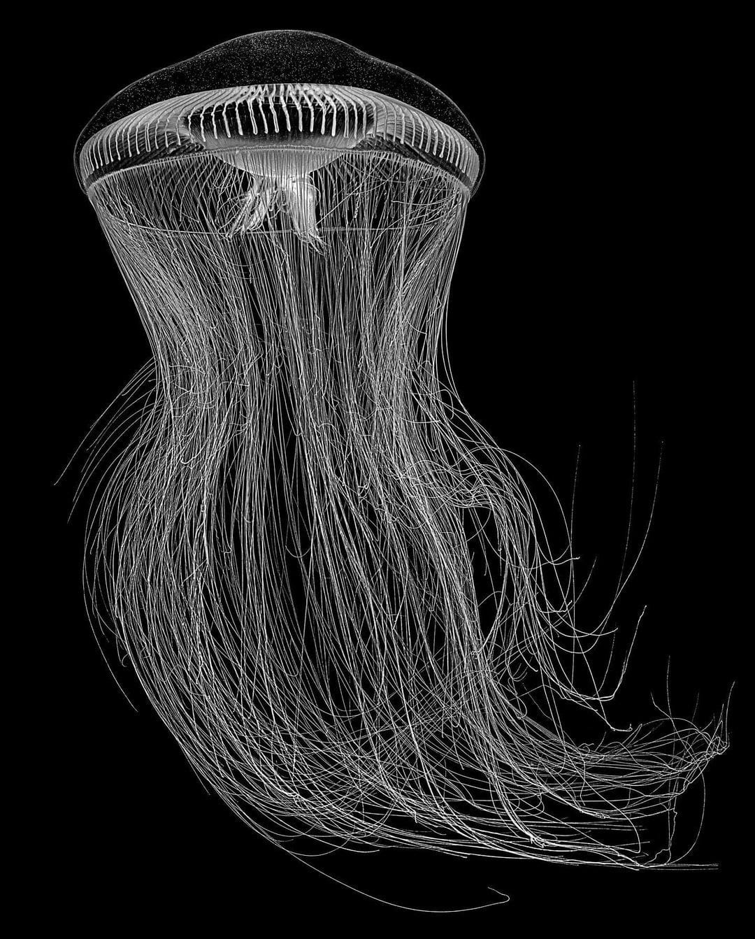 Jan C. Schlegel, Crystal Jellyfish (Aequorea Forskalea), 2023