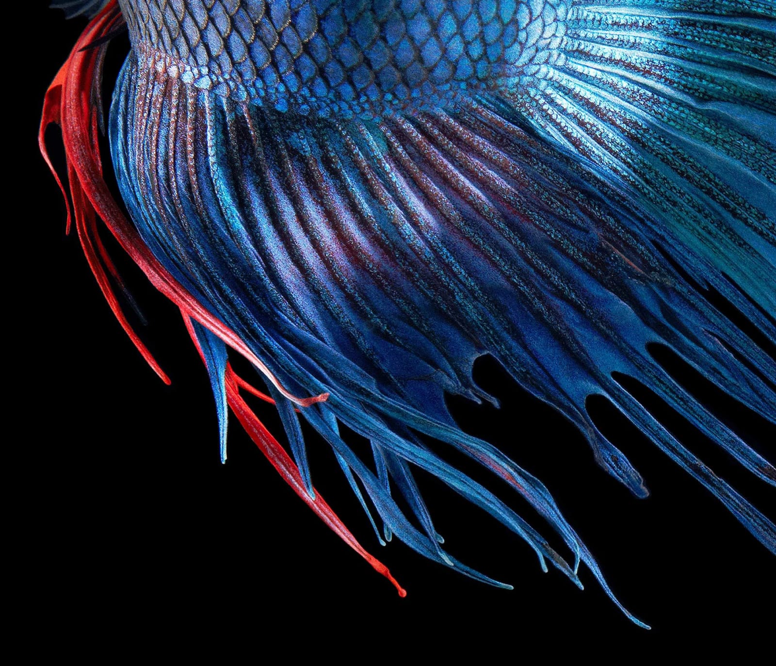 Tim Flach, Fighting Fish, 2010