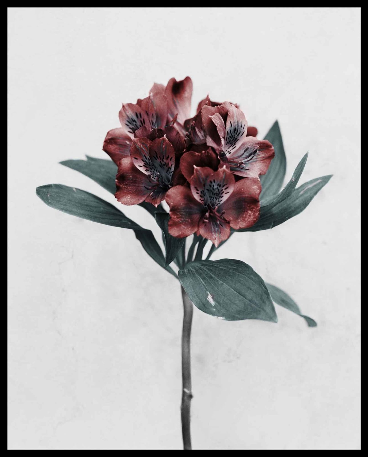 Vee Speers, Botanica #8 (Alstroemeria), 2016