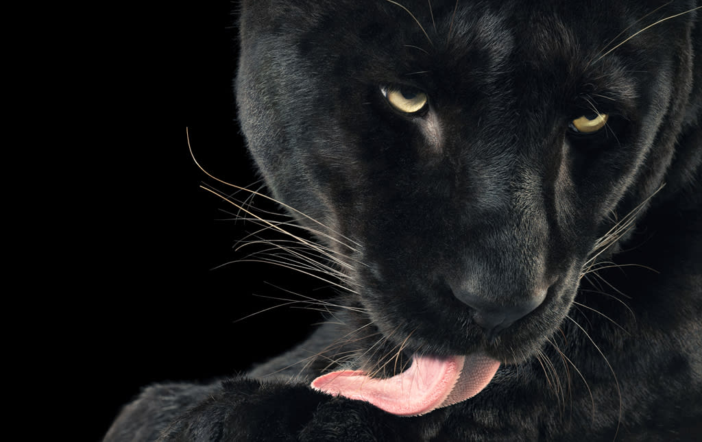 Tim Flach, Bhajan Licking + More Than Human Limited Edition