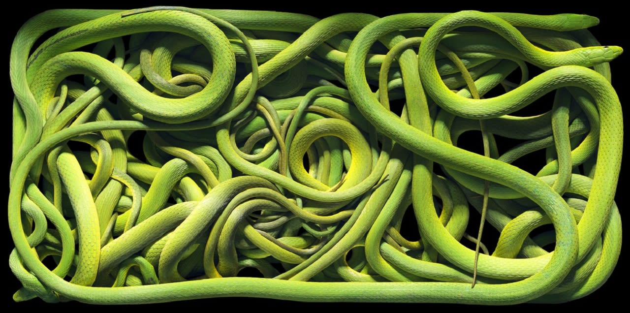 Tim Flach, Green Rough Snakes, 2012