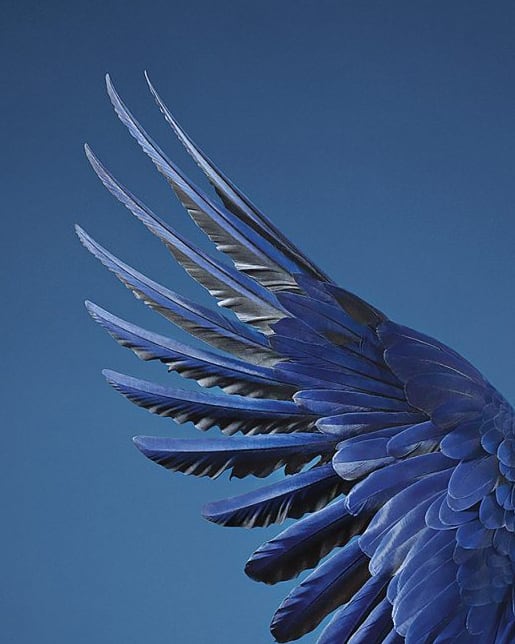 Tim Flach, Hyacinth Macaw, 2017