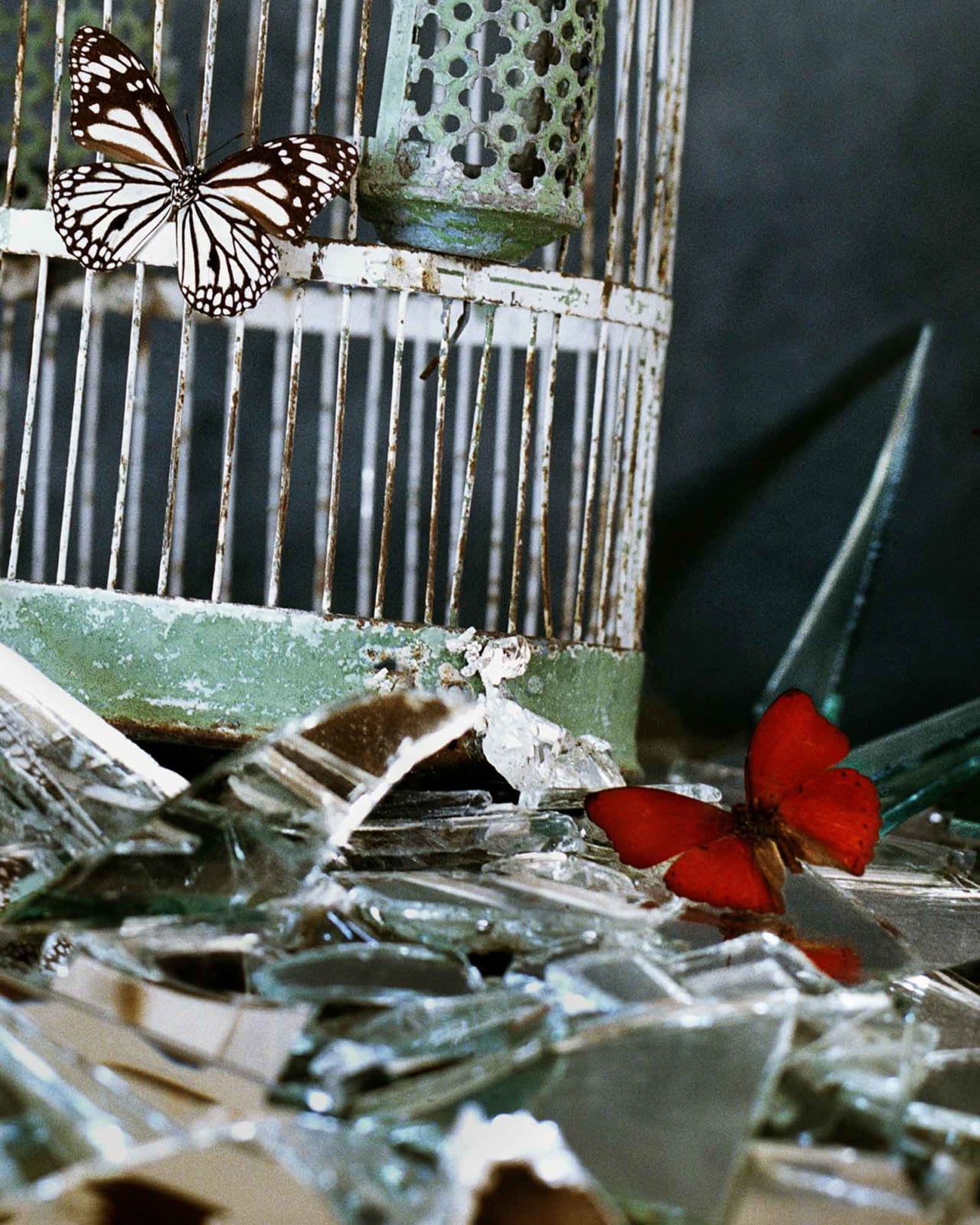 Vee Speers, Untitled #2, 2020
