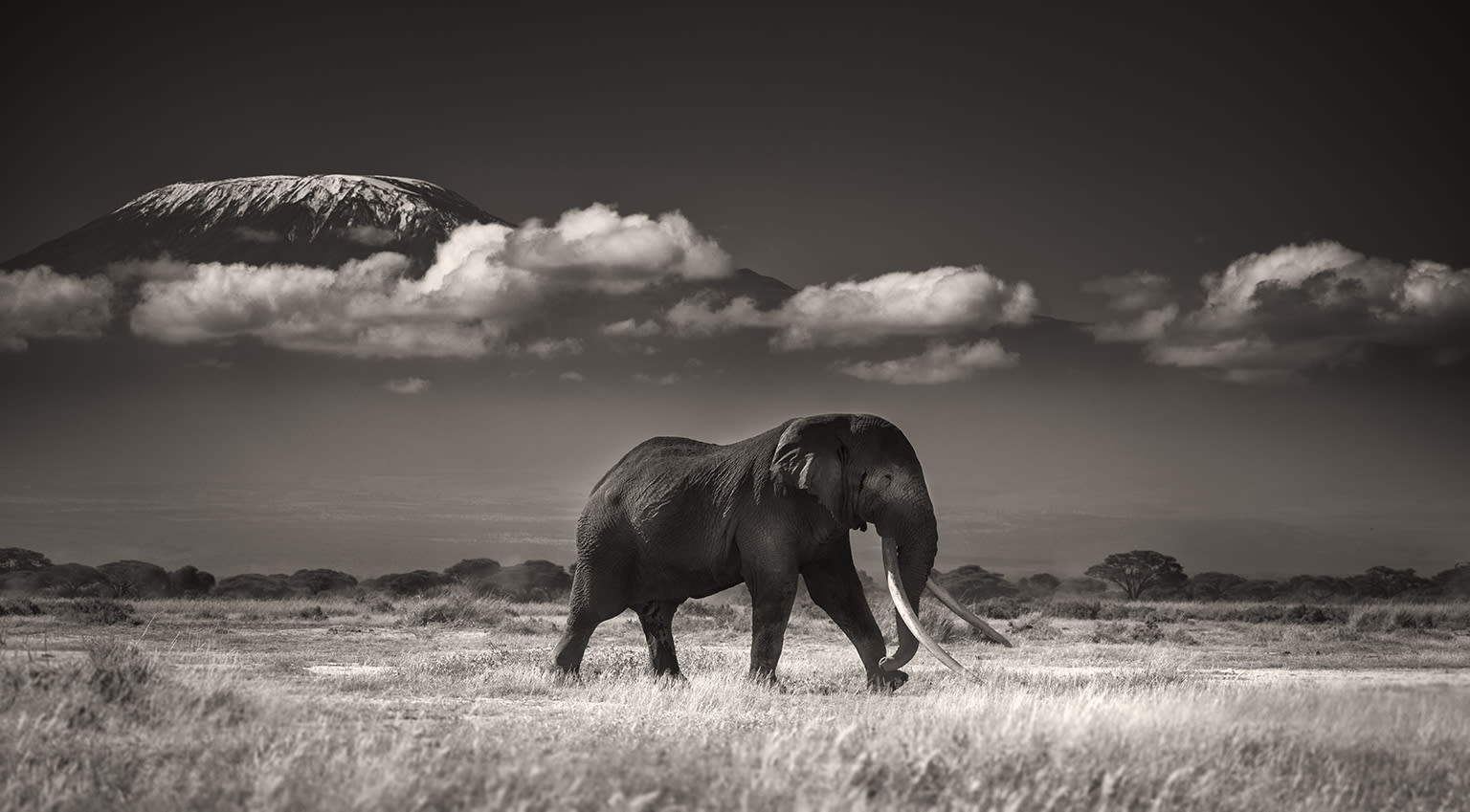 Joachim Schmeisser, Tim in Front of Kilimanjaro, 2019