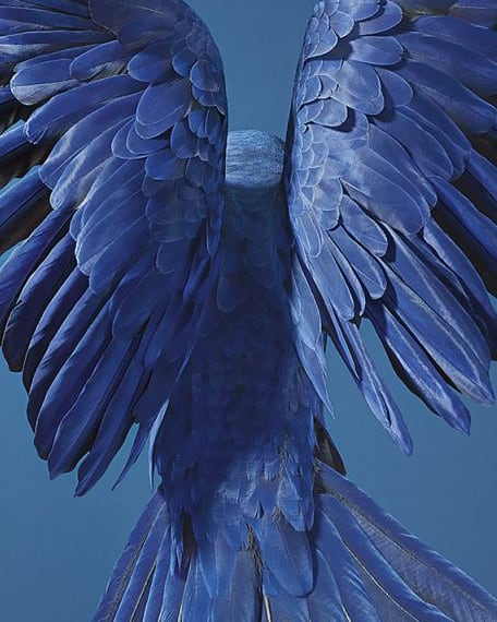 Tim Flach, Hyacinth Macaw, 2017