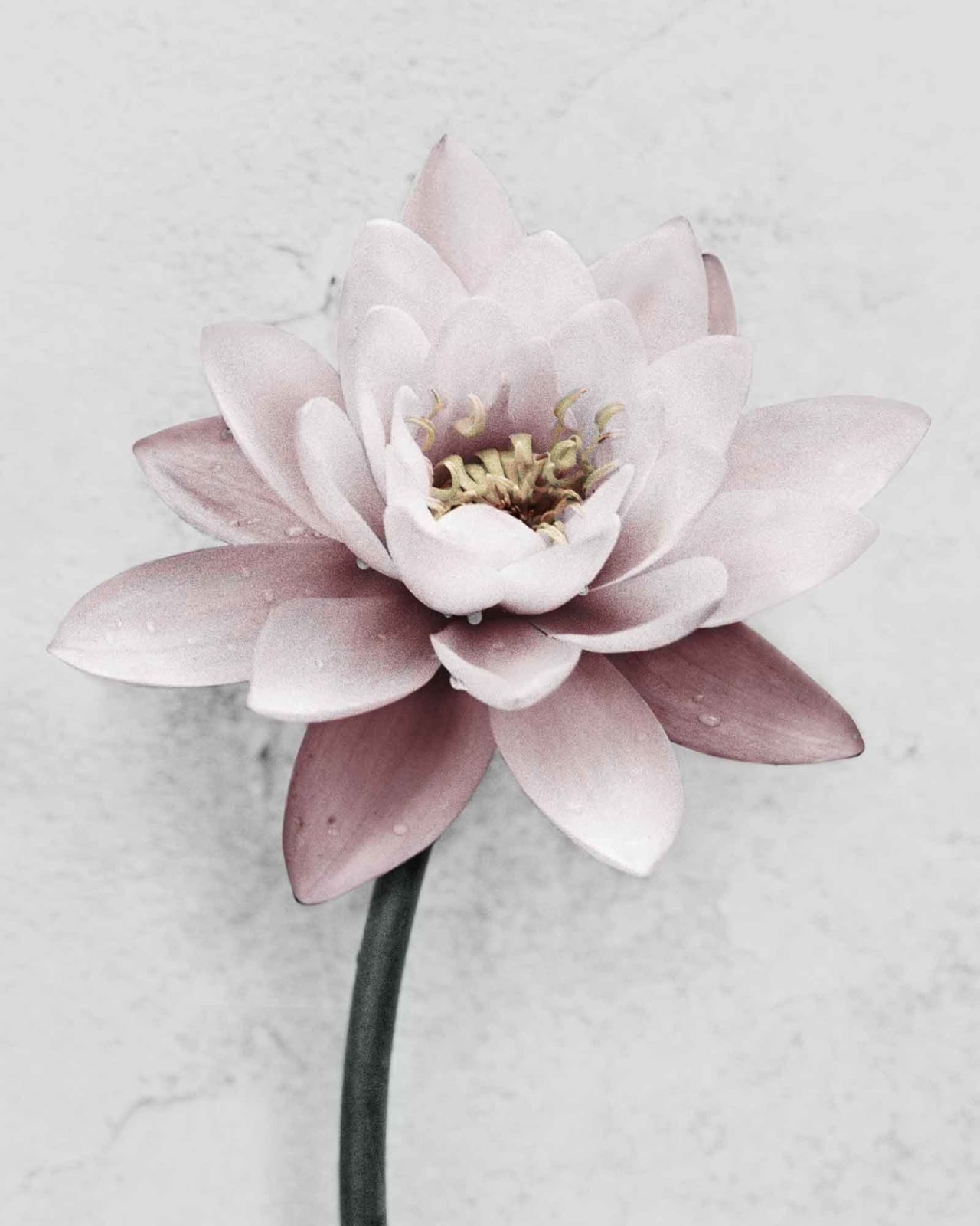 Vee Speers, Botanica #29 (Lotus), 2016