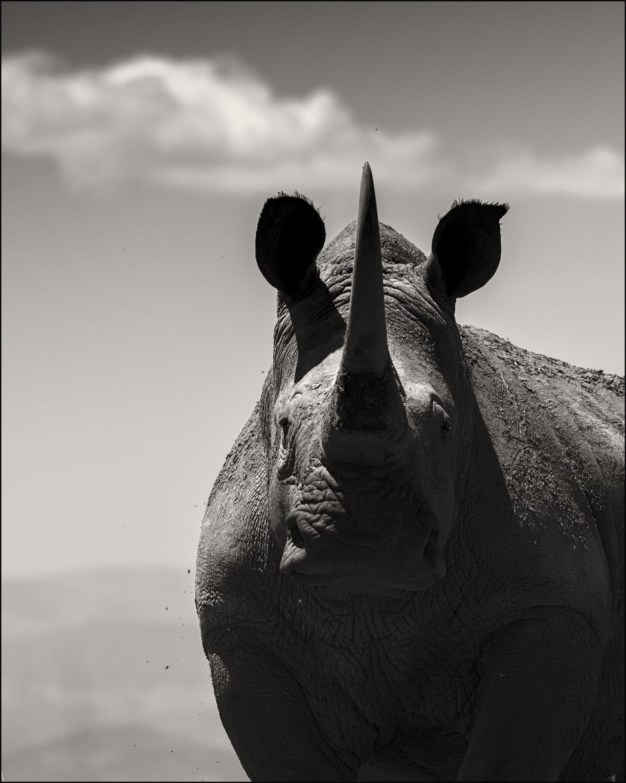 Joachim Schmeisser, Rhino Portrait I, 2019