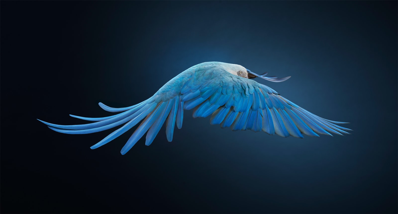 Tim Flach, Spix's Macaw, Rearview, Unextinct, 2022