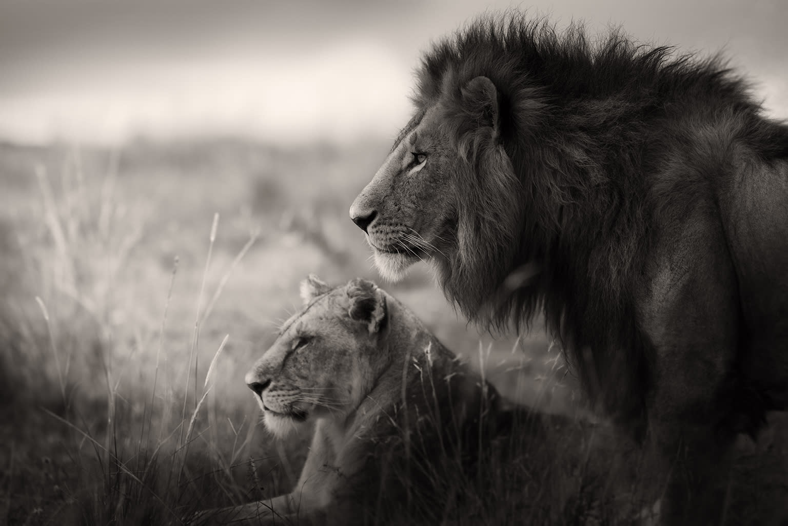 Joachim Schmeisser, Lion couple, 2020