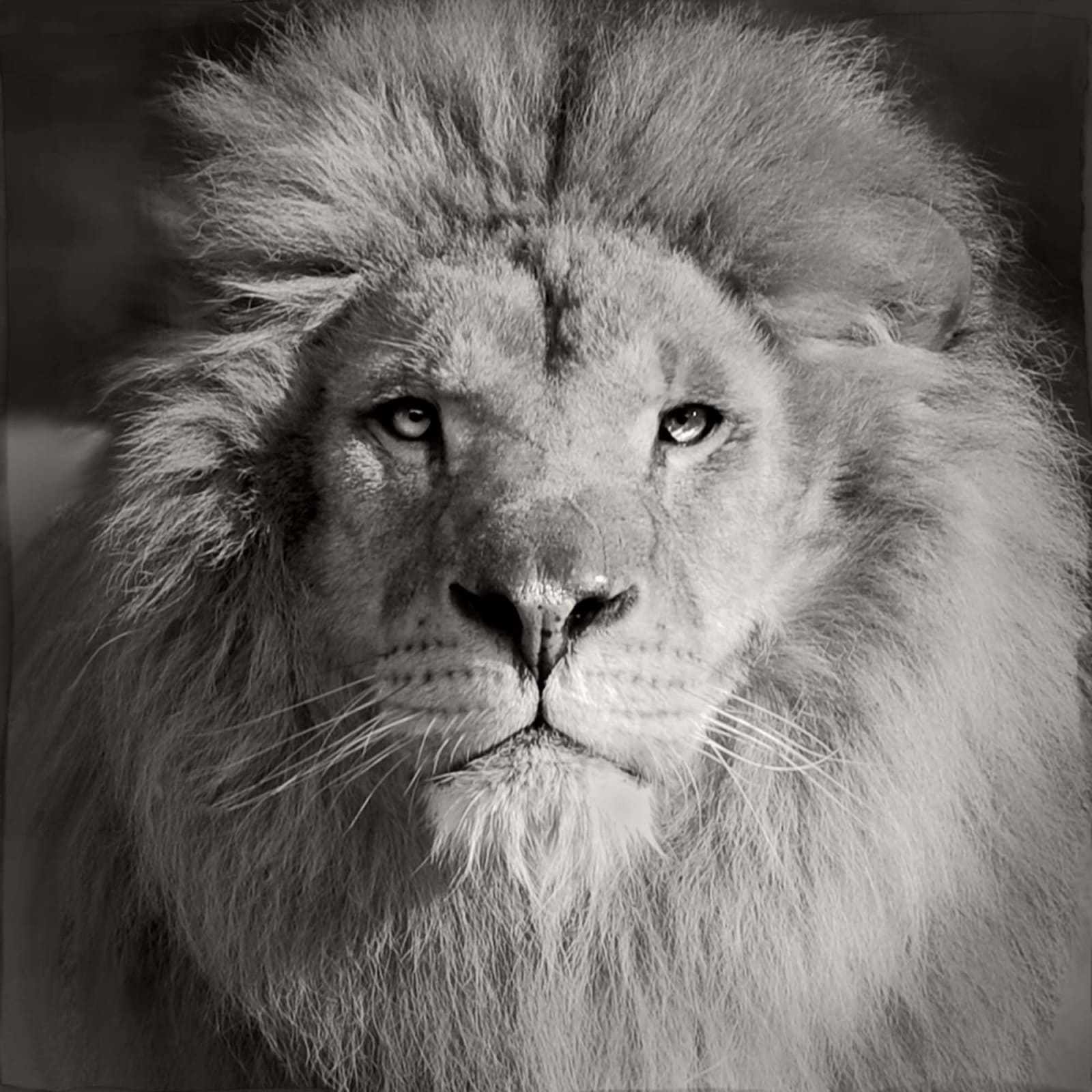 Jan Gulfoss, Lion, c. 2013-2016