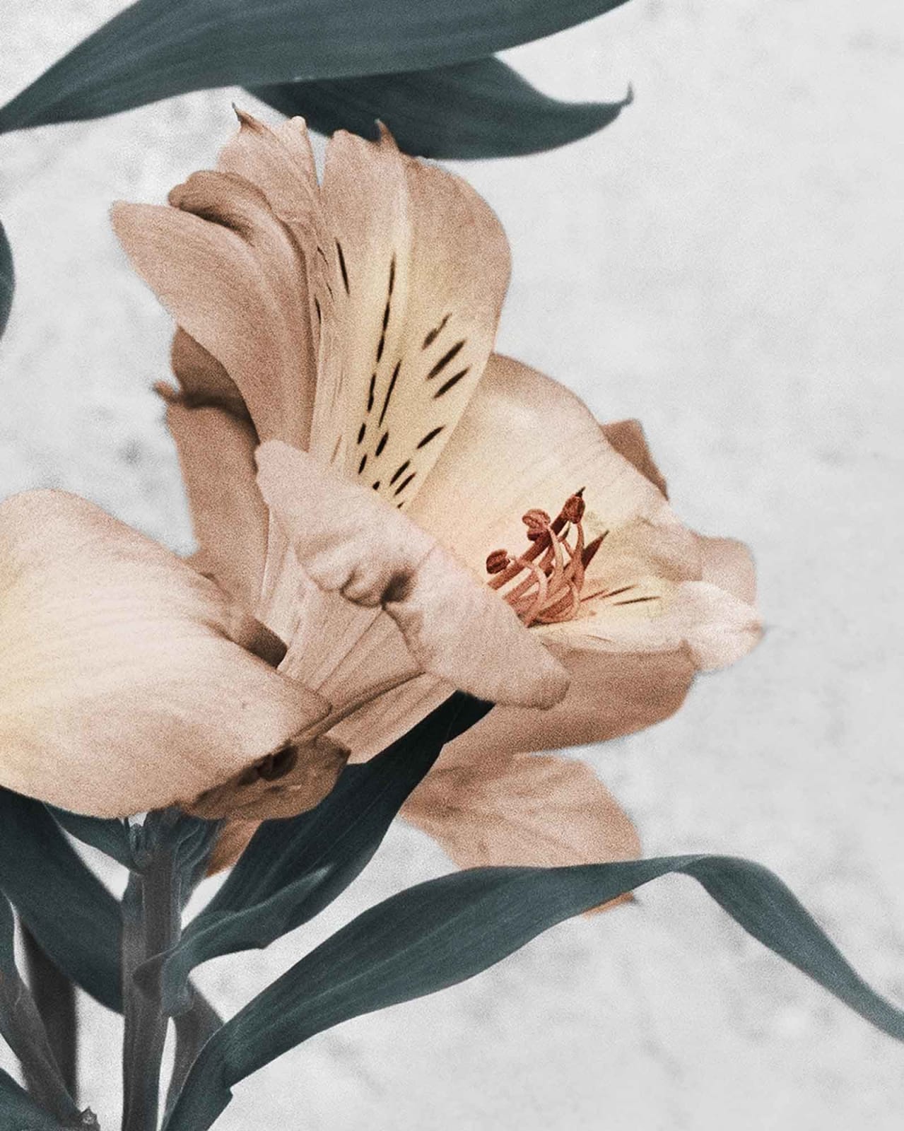 Vee Speers, Botanica #30 (Alstroemeria), 2016