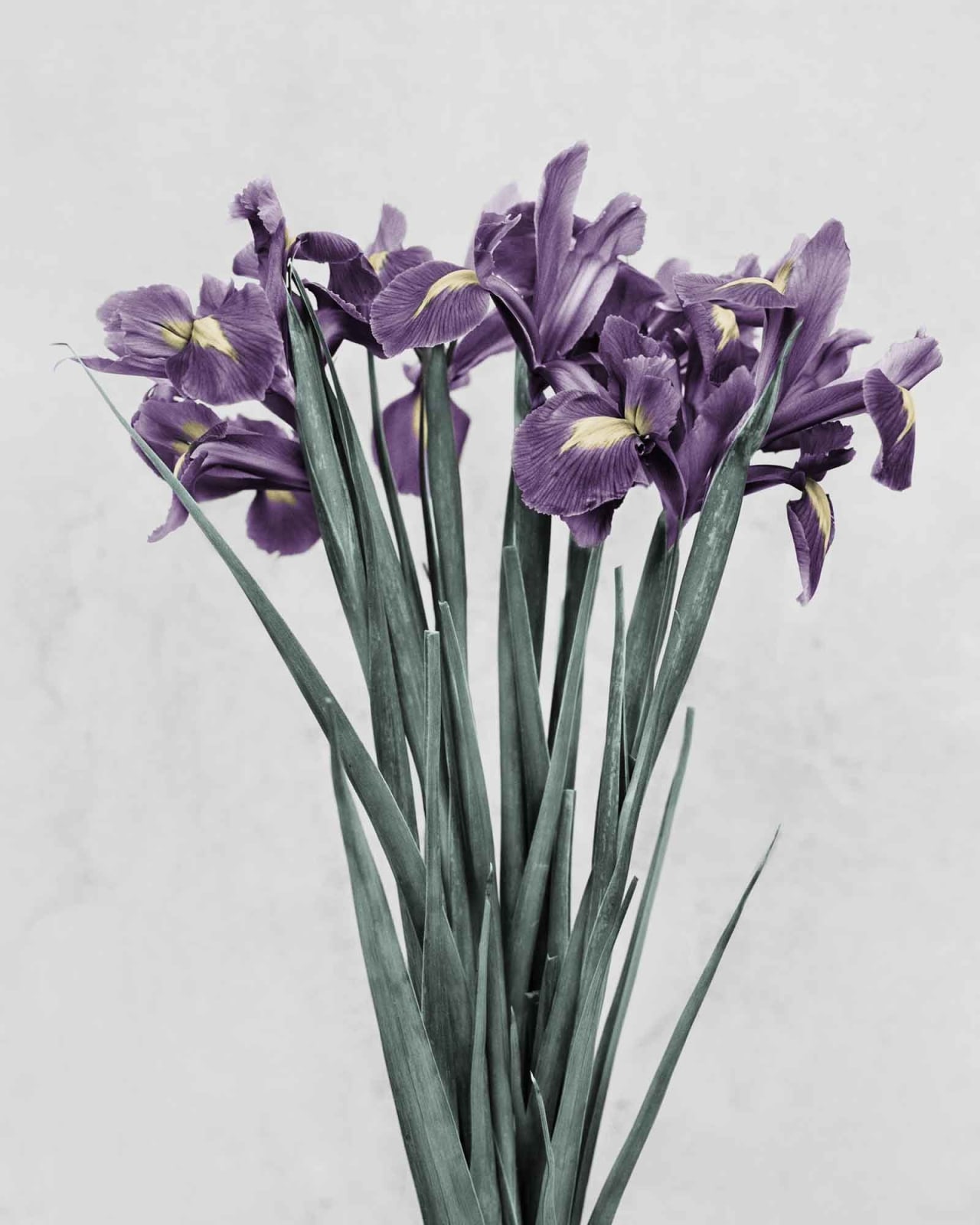 Vee Speers, Botanica #21 (Iris Germanica), 2016