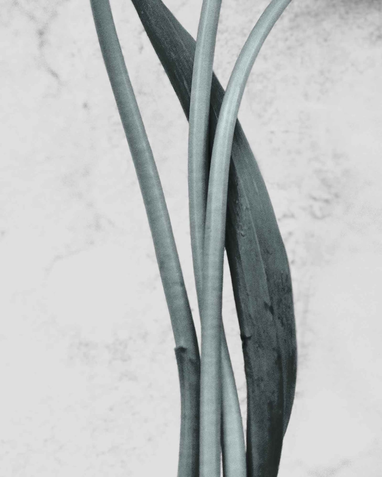 Vee Speers, Botanica #12 (Tulipa Gesneriana), 2016