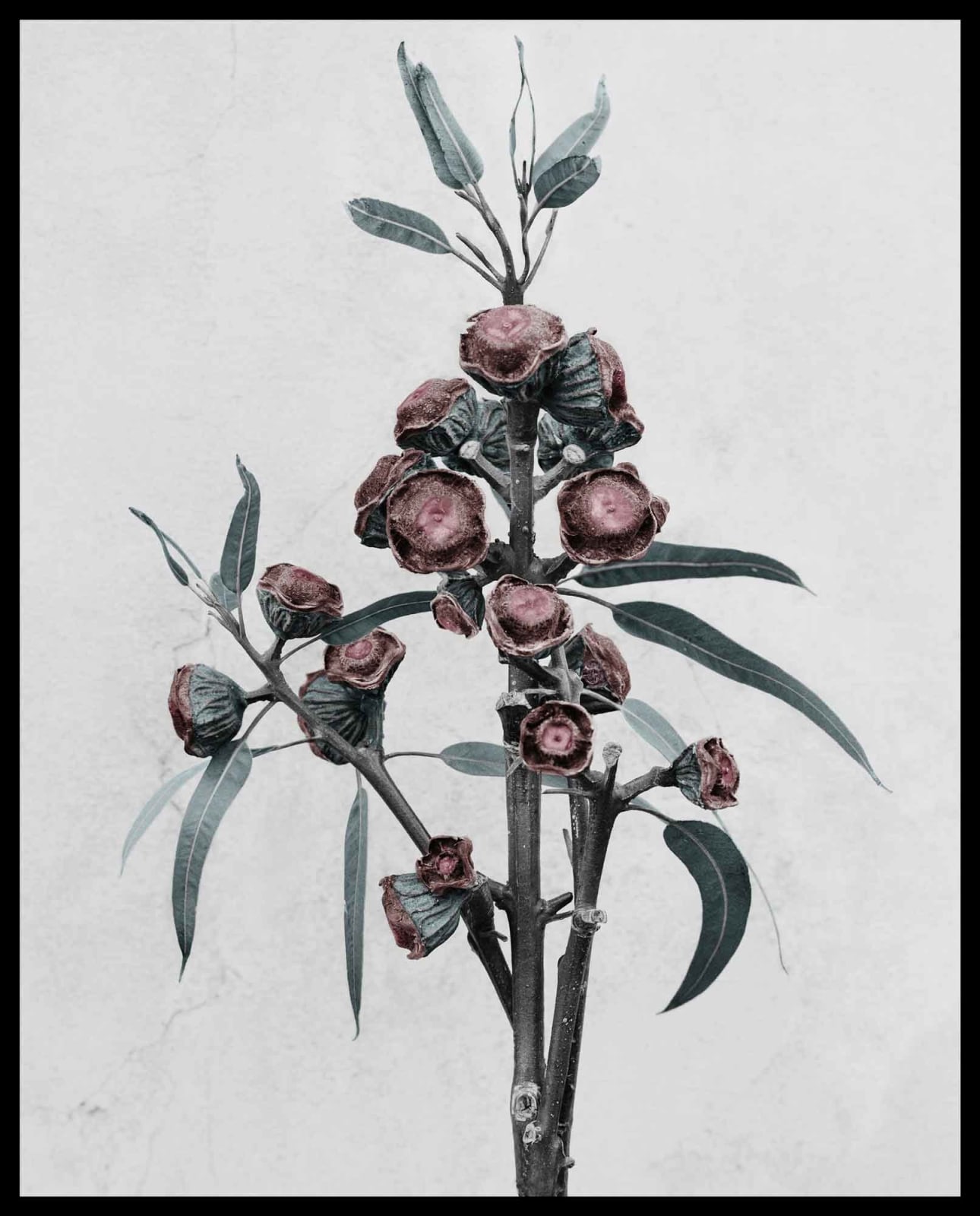 Vee Speers, Botanica #11 (Eucalyptus Globulus), 2016