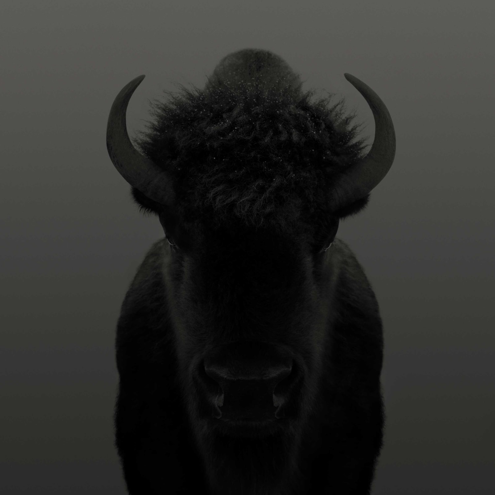 Dean West, American Bison #1, 2025